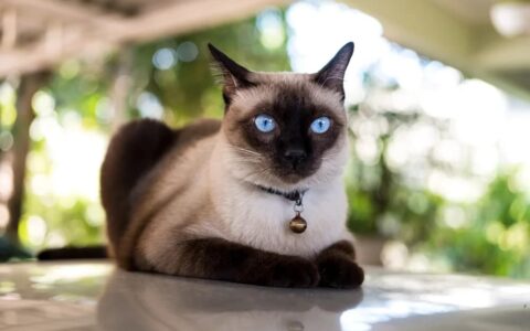 暹罗猫价格揭秘：普通宠物到赛级猫的差异