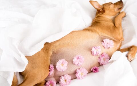 狗狗一年能怀孕几次？宠物主们要知道的关键知识
