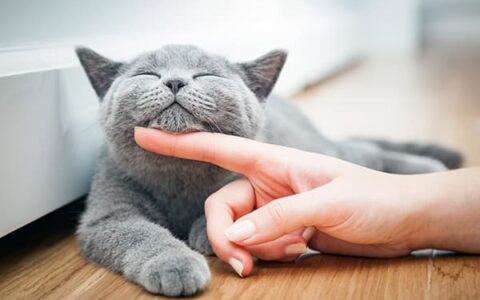 养猫一个月到底要花多少钱？算算这些费用