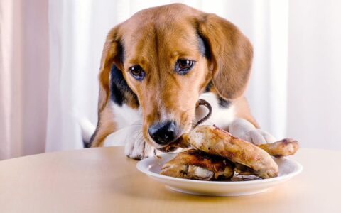 狗狗怀孕能吃鸡肉吗？注意事项与营养建议