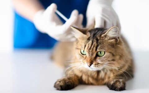 猫咪多大可以打疫苗？为你解答小猫疫苗的疑问