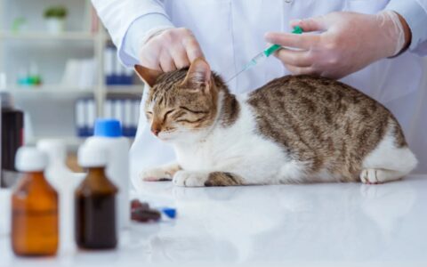 猫咪打疫苗指南：必备疫苗一览