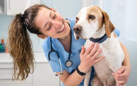 全方位家庭狗狗护理宝典：避孕与健康管理必知