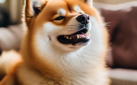 柴犬笑的心理学解读：探究狗狗的情绪表达