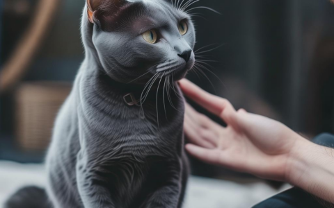 灰色宠物猫与人类互动技巧分享