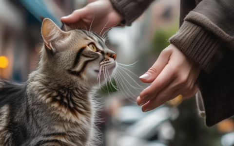 流浪猫能带回家吗？如何进行领养手续？